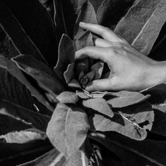 Heide | Mint (M) Mint (M)