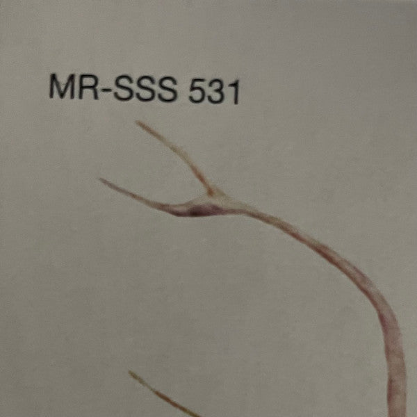 La Ofrenda De Vytas | Mint (M) Mint (M)